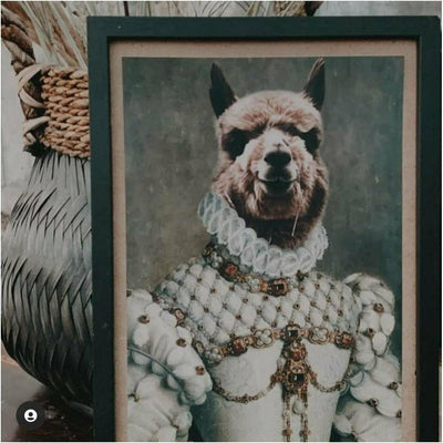 Huisdier portret alpaca